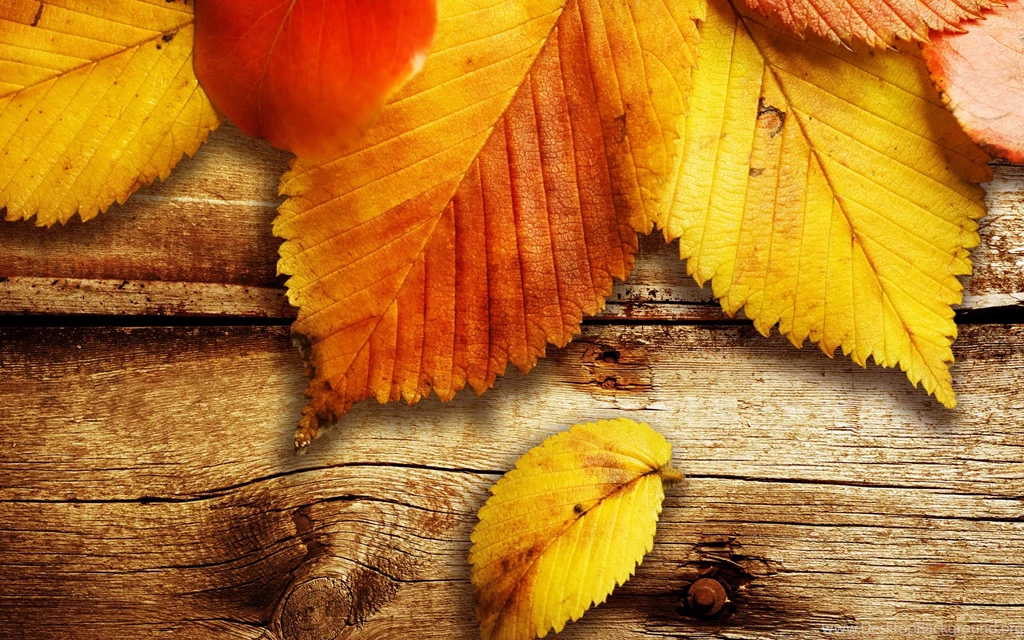 Autumn Free Wallpapers Colors Of Autumn Wallpapers HD ...
