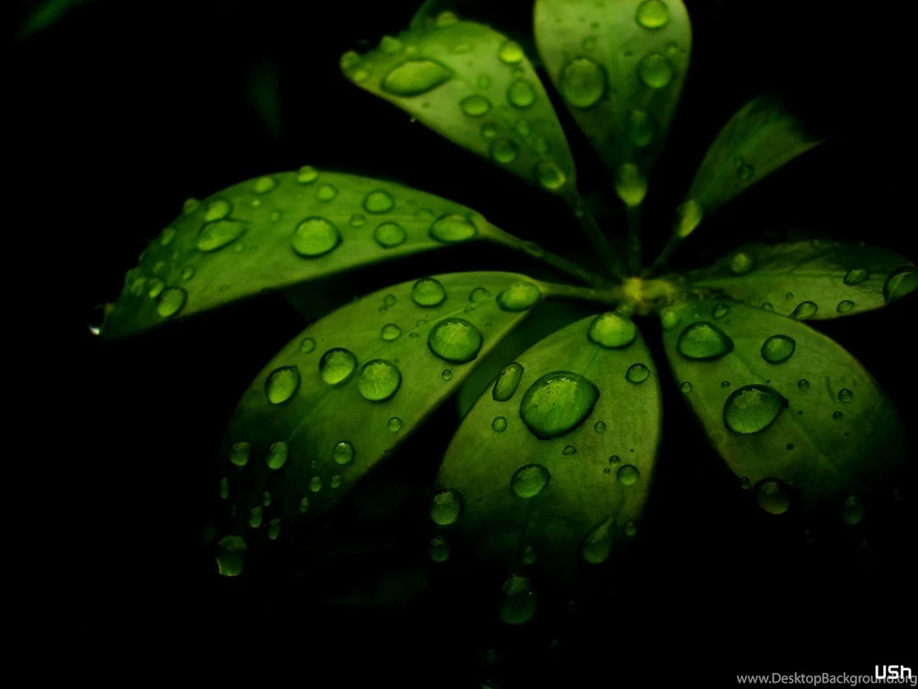 1600x1200 Water On My Leafs Desktop PC And Mac Wallpapers
