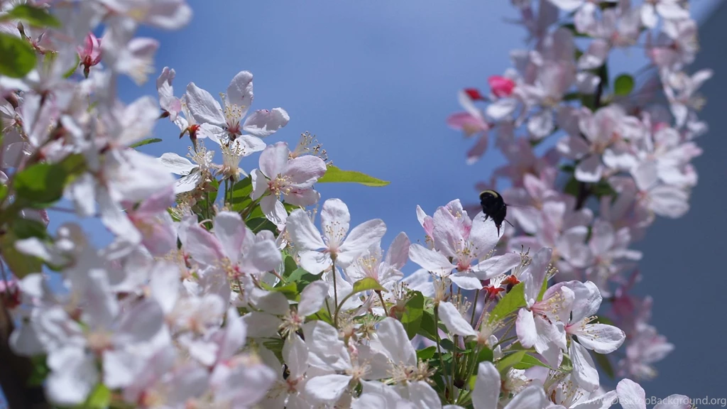Nature, Wallpaper, Search, Media, Wallpapers, Black 1549448