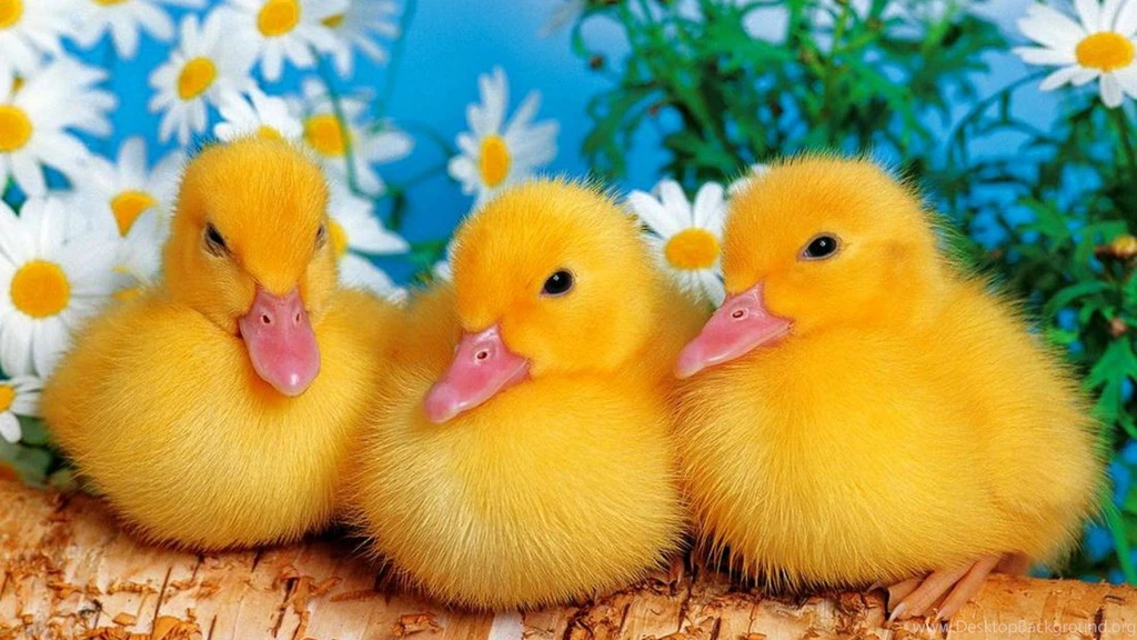 Cute Wallpapers