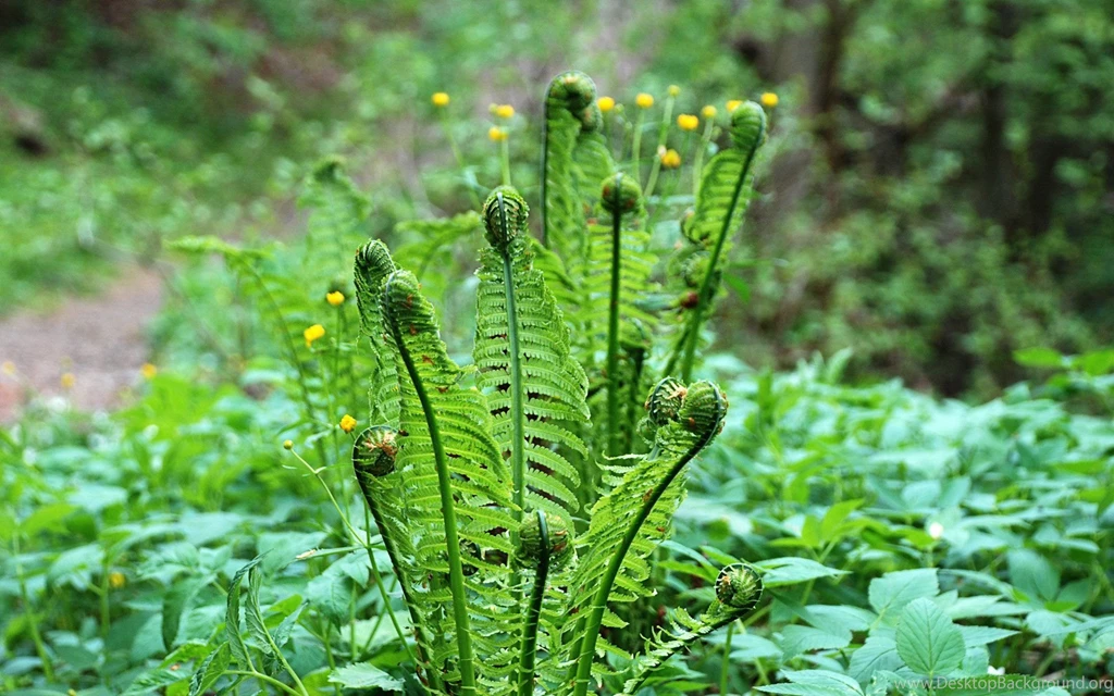 Windows 7 Ultimate Wallpapers Hd Wallpapers » WallDevil   Best Free ...