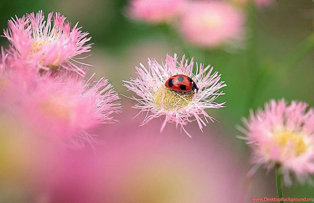 Free Hd Wallpapers For Android Tablet