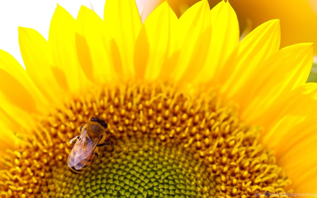 40 Cool High Resolution Wallpapers
