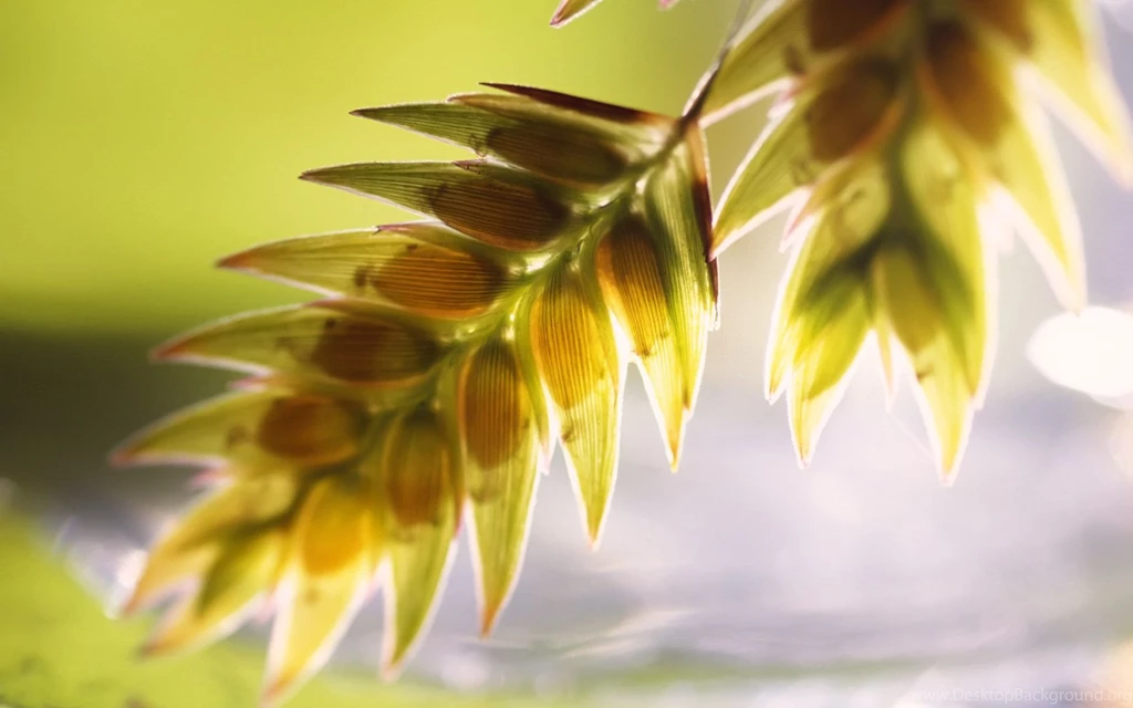 High resolution Texture Plant Flowers 27124 Flower Wallpapers ...