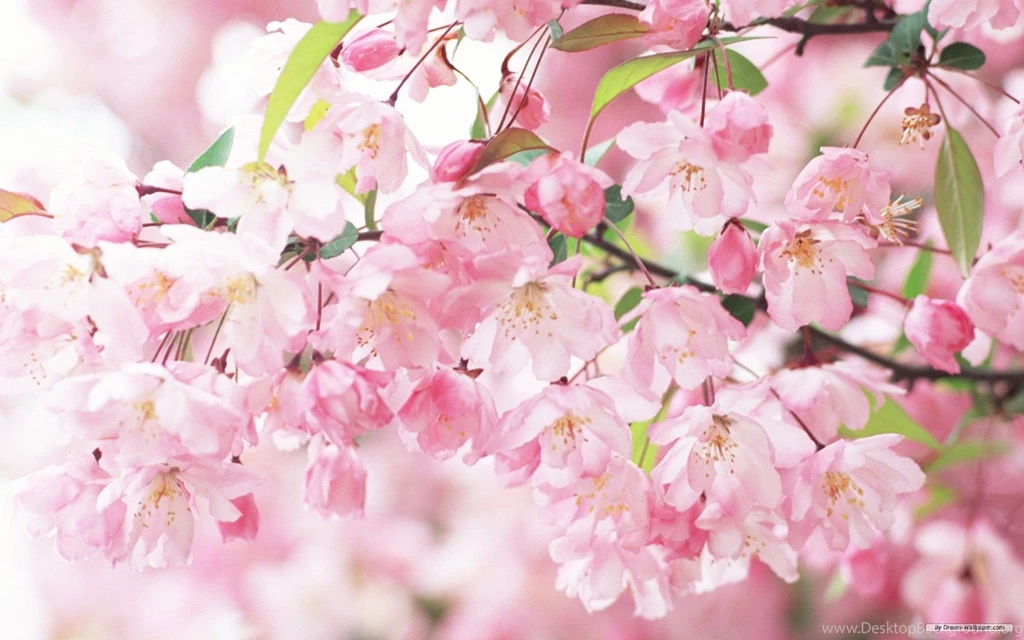 Wallpaper Flowers High Resolution Free.jpg