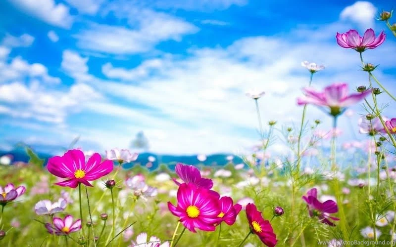 Lovely Flowers Wallpapers