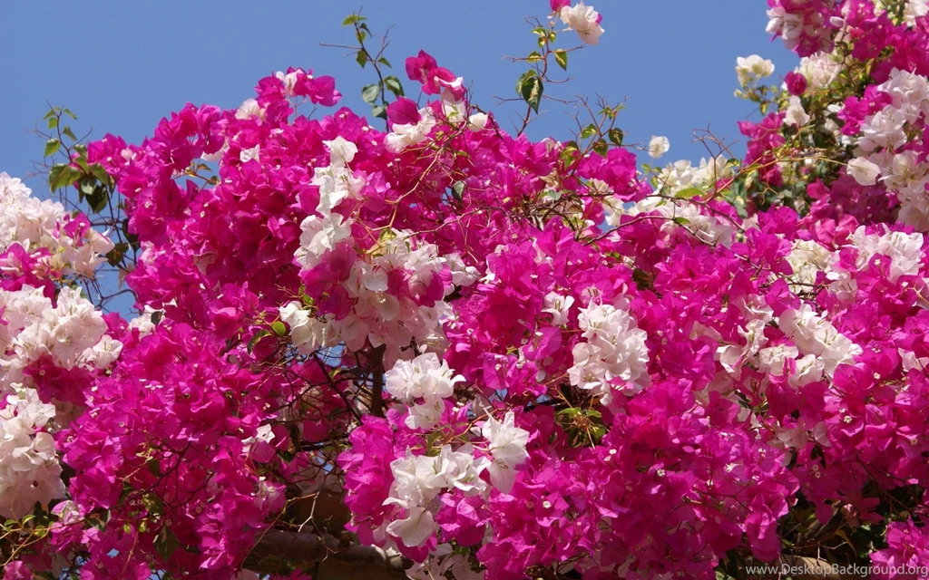 All Flowers Wallpapers Wallpapers High Definition