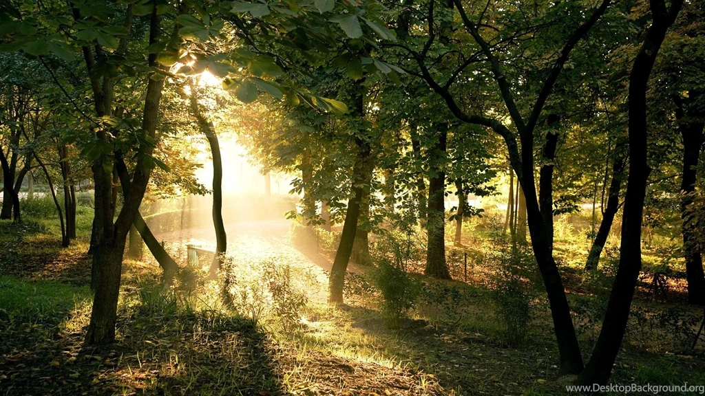 1920x1080px Forest Wallpapers Desktop