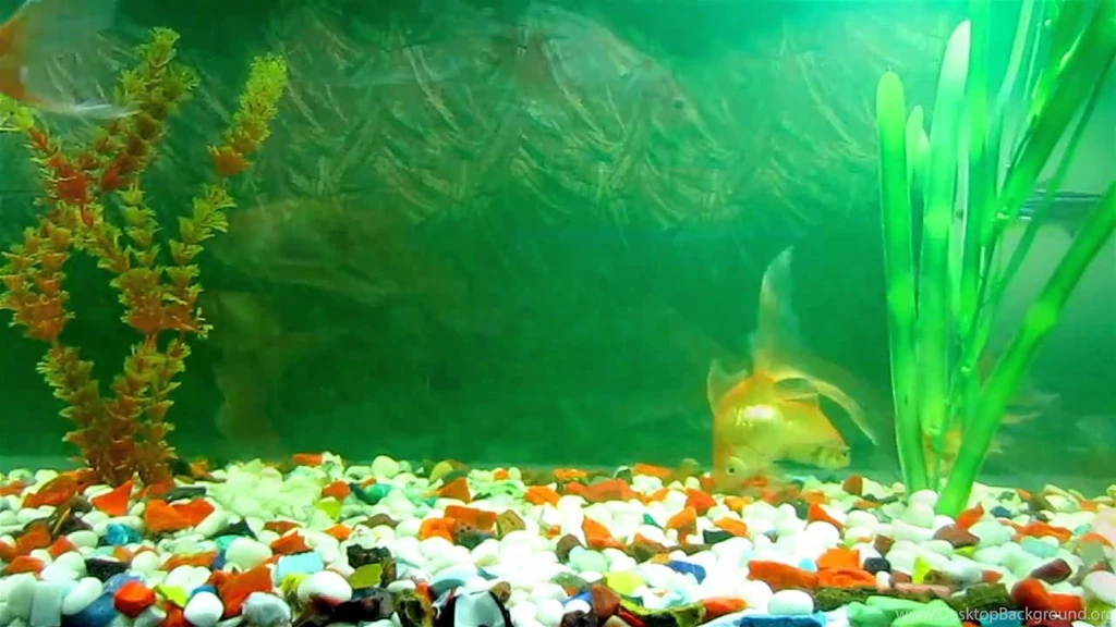 Animated Wallpapers And Desktop Backgrounds Aquarium.mpg YouTube