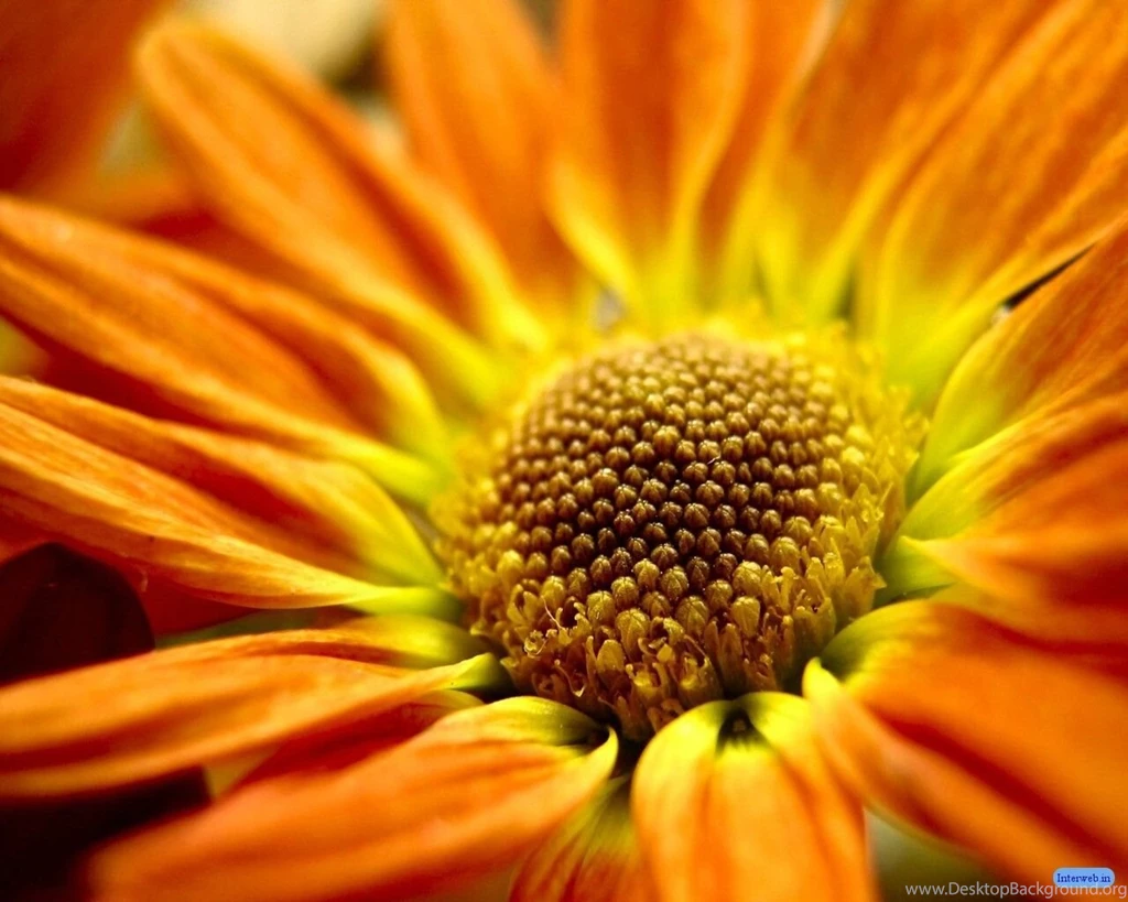 Nature Wallpapers