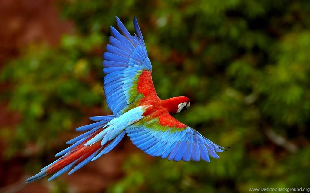 Top 10 Most Beautiful Birds   Wallpapers IN Desktop