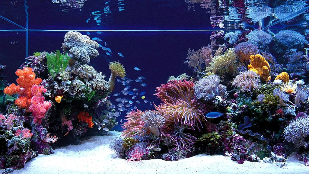 1920x1200px Aquarium Wallpapers