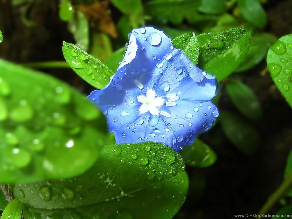 Nature Wallpapers High Resolution Wallpapers HD Wide