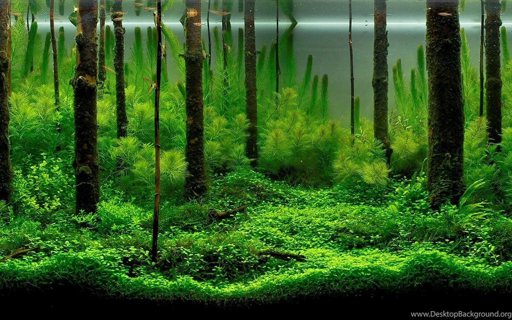 Aquarium Backgrounds Pictures Wallpapers Cave