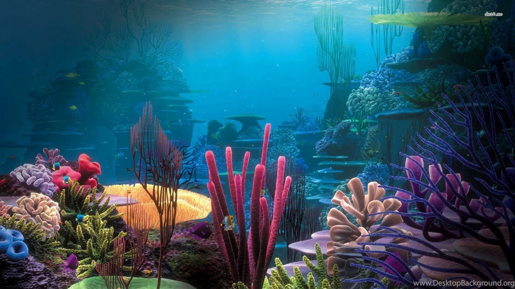 Aquarium Wallpapers   Photography Wallpapers