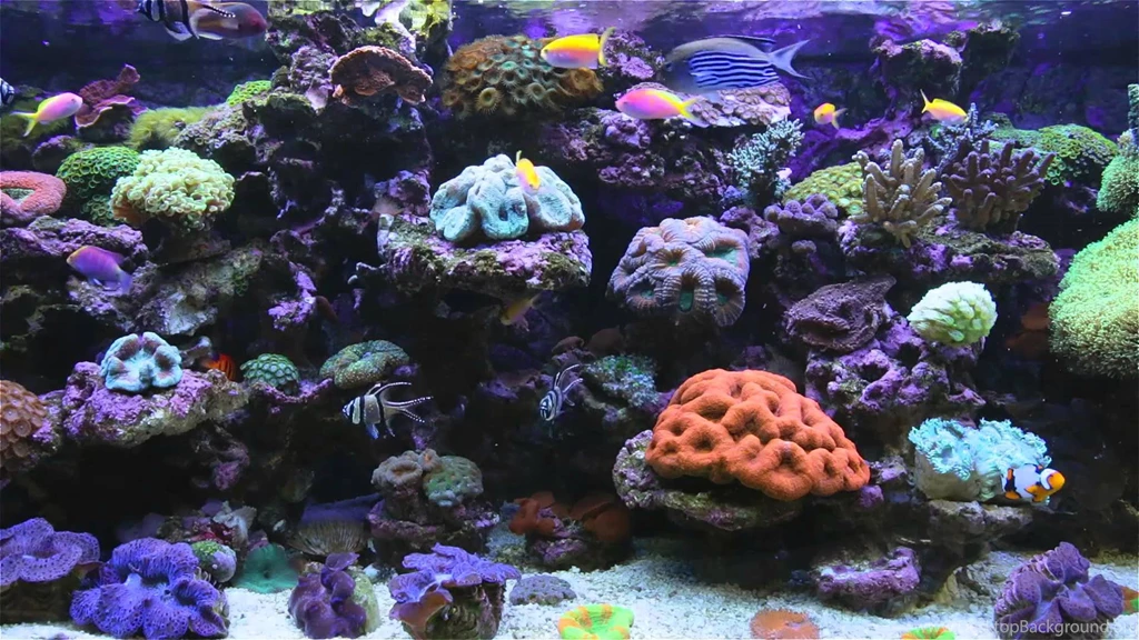 AMAZING Marine Aquarium Screensaver ★ ★ ★ YouTube