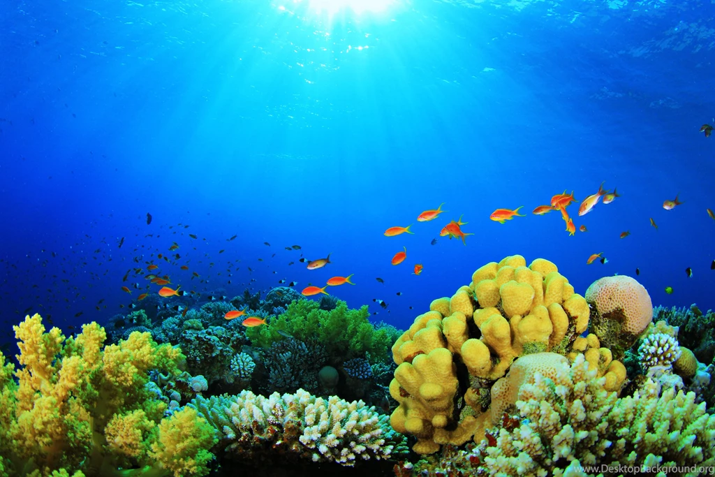 Fish Aquarium Wallpapers