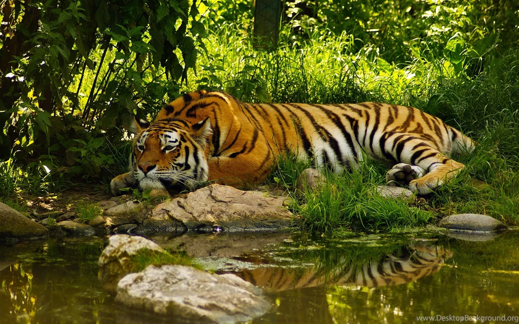 Windows 8 high resolution wallpaper nature (13) TechMynd