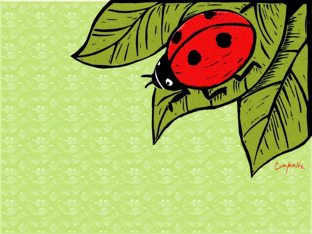 Cartoon Ladybug Images HD Wallpapers Lovely