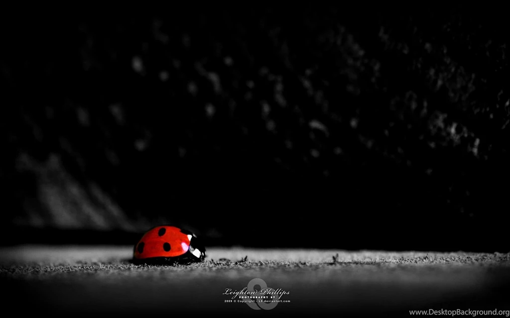Ladybug Backgrounds Wallpapers Cave