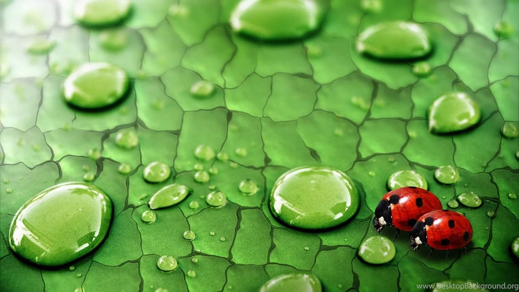 Bug Wallpapers Wallpapers Cave