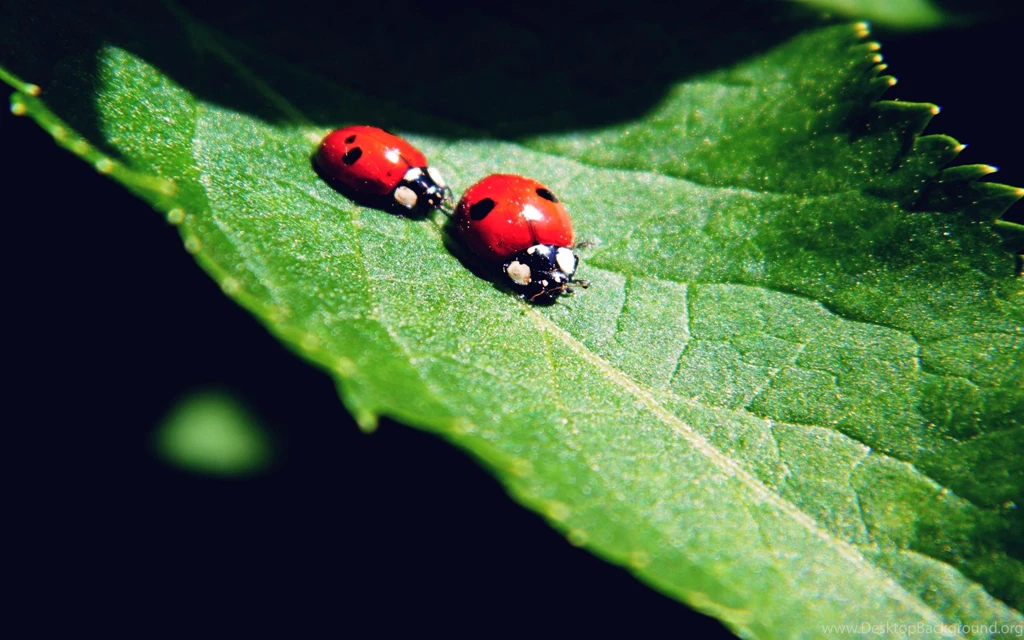 Ladybug Computer Wallpapers, Desktop Backgrounds