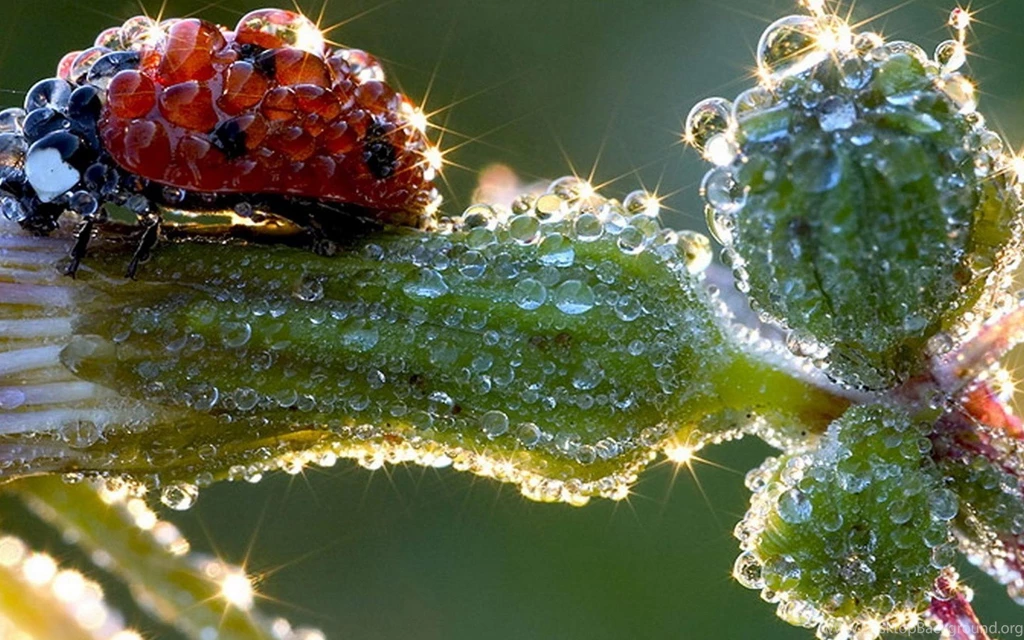 Amazing Ladybug Beautiful Rain Drops Wallpaper HD.jpg
