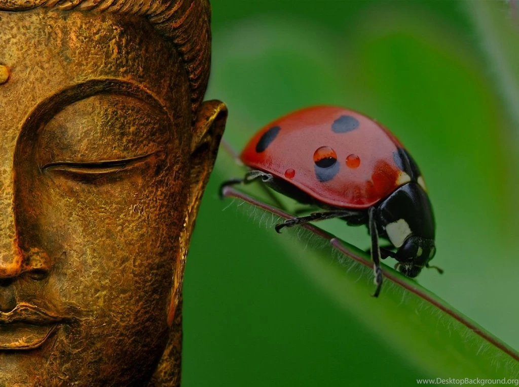 Wallpapers Of Buddha