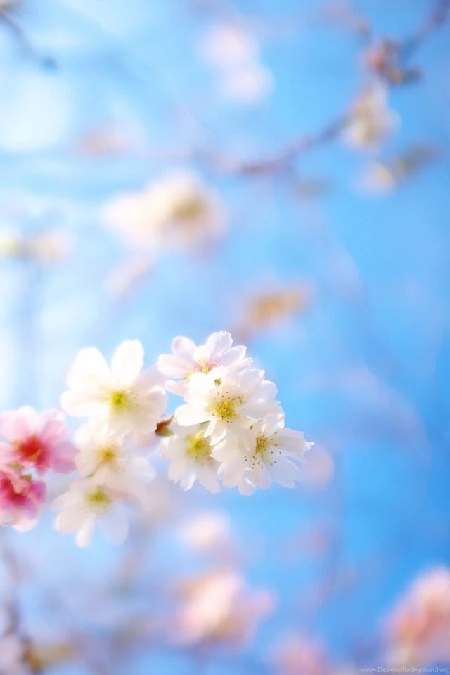 Pretty iPhone Wallpapers