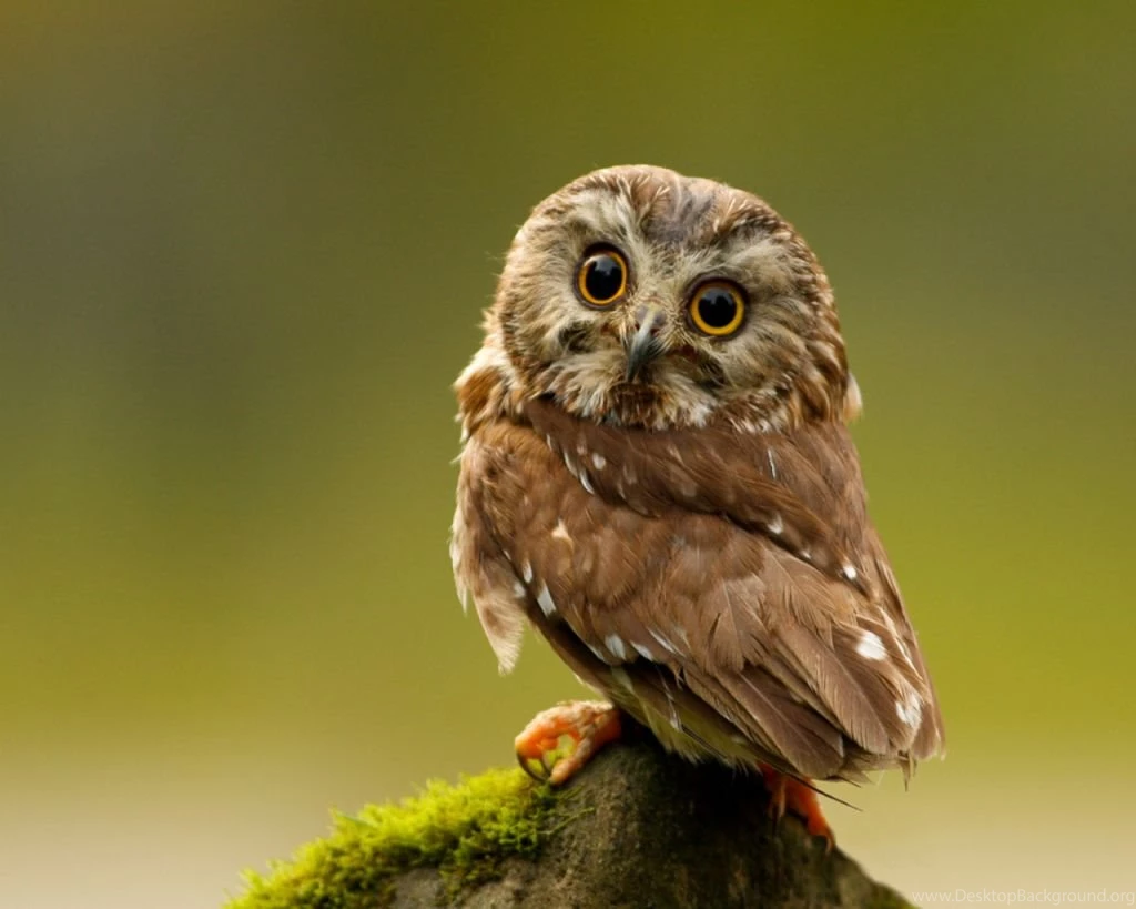 Cute Owl Wallpapers Hd 3   High Definition : Widescreen Wallpapers