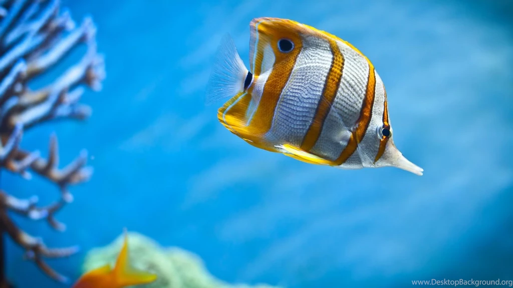 Copperband Butterfly Fish Wallpapers