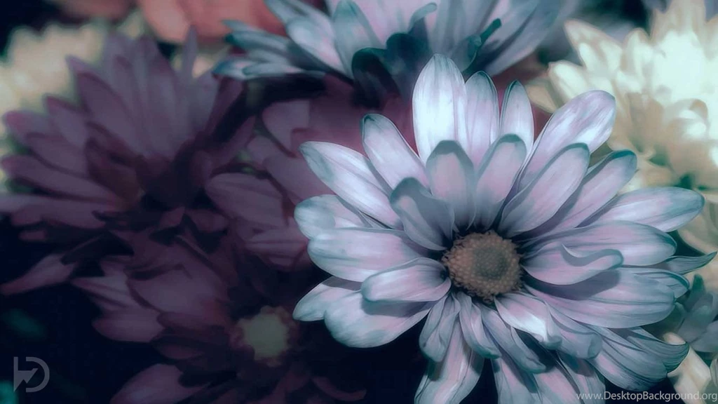 Latest HD Wallpapers HD Widescreen Wallpapers