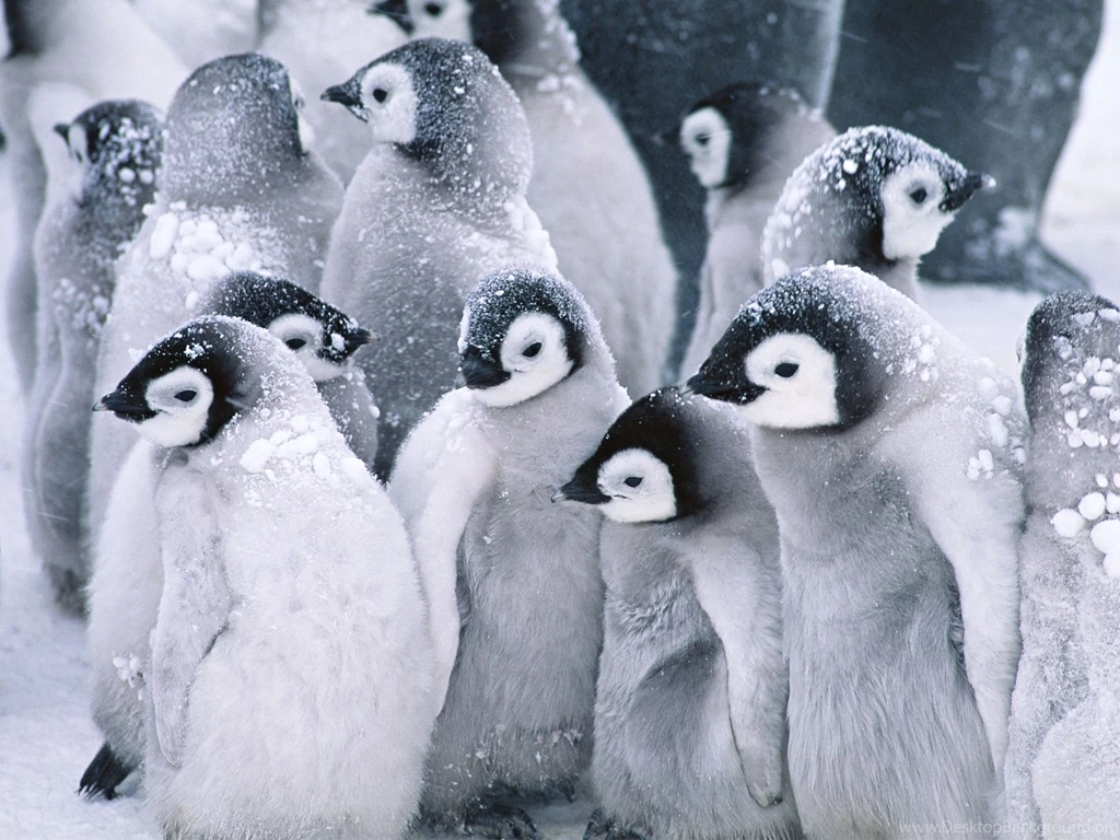 Wallpapers Tagged With PENGUINS
