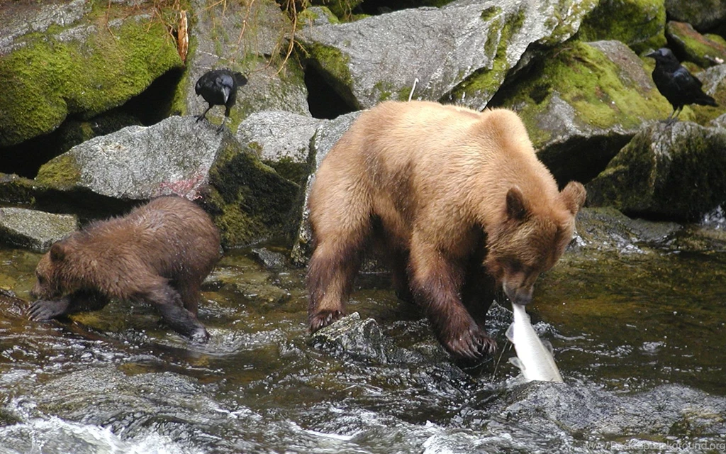 Bear with baby bear.jpg