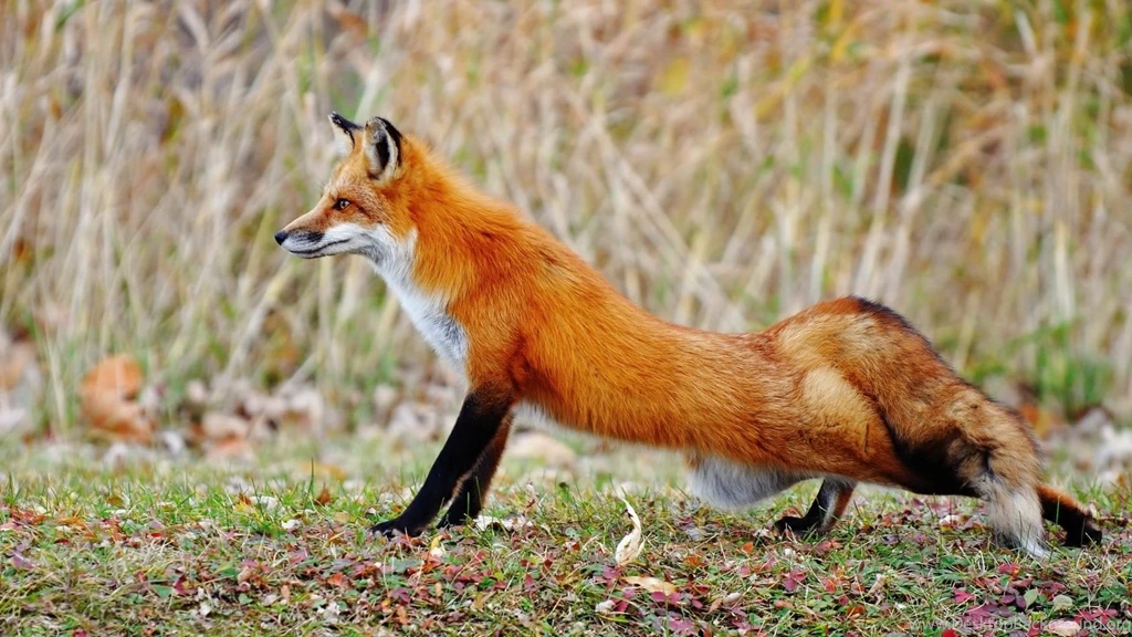 1920x1080 Wildlife Wallpapers Foxes Red Animals Wallpapers 1633758