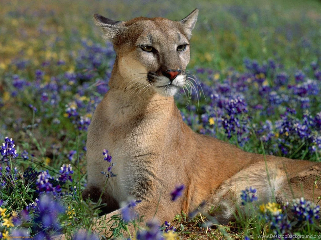 Wildlife Wallpaper Images   Wallpapers