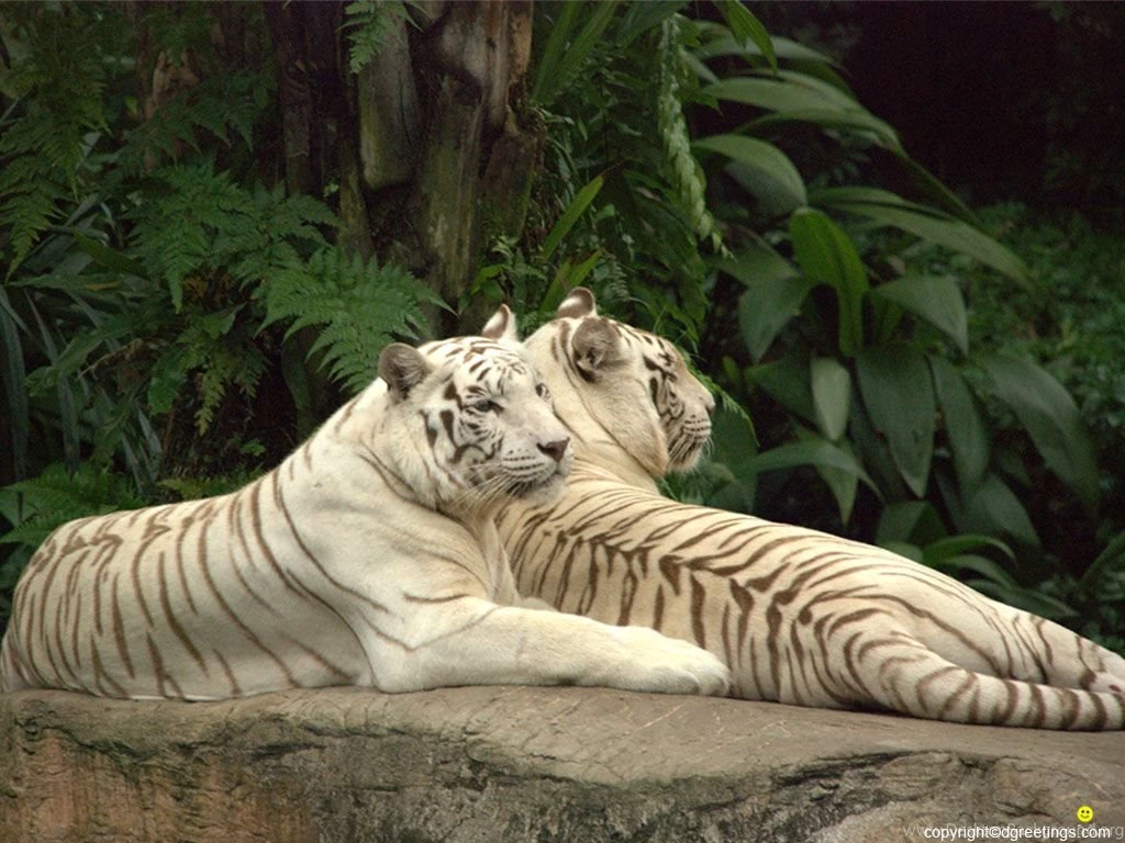 Wildlife Wallpapers Of Different Sizes : Wallpapers.dgreetings.com