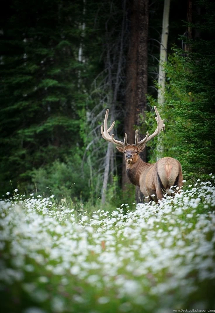 Wildlife wallpaper.jpg