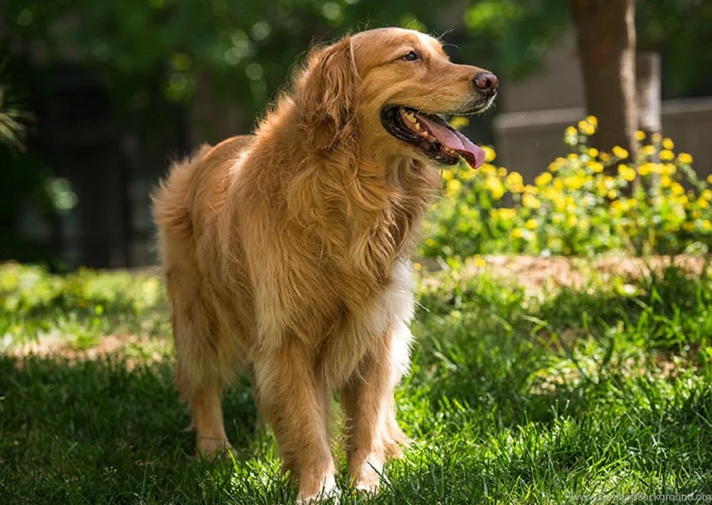 Lovely Dog Images, Dog Eye, Wallpapers Of Dog, Download Dog Images ...