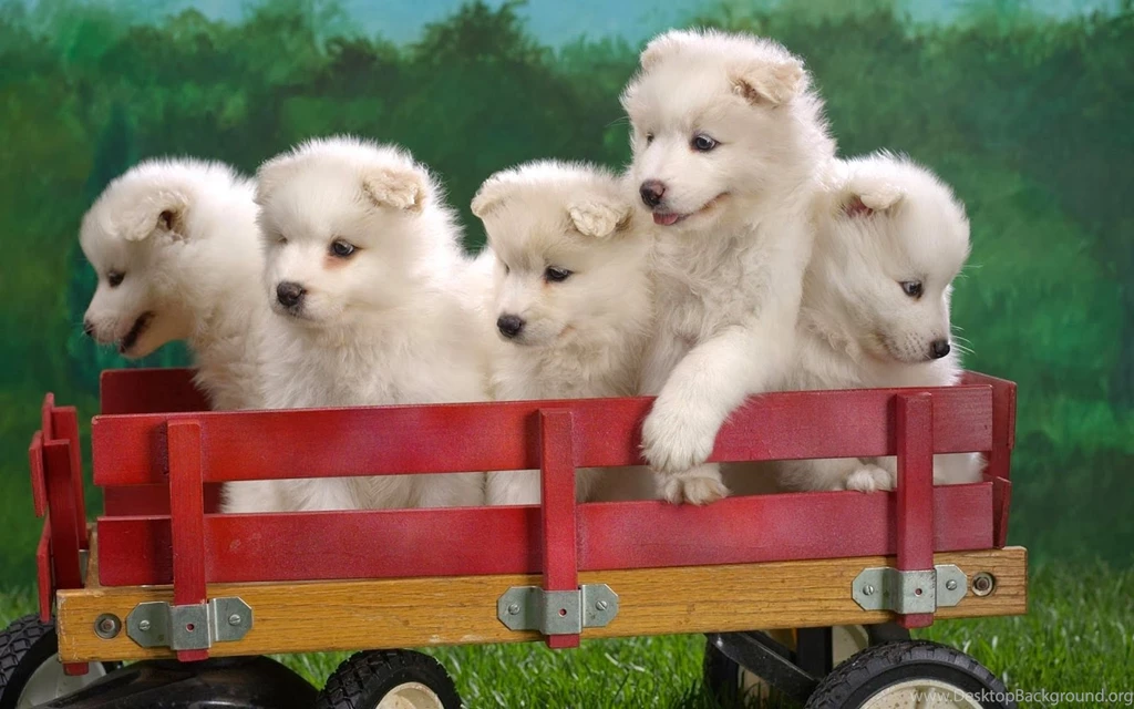 Beautiful Baby Dog HD Wallpapers
