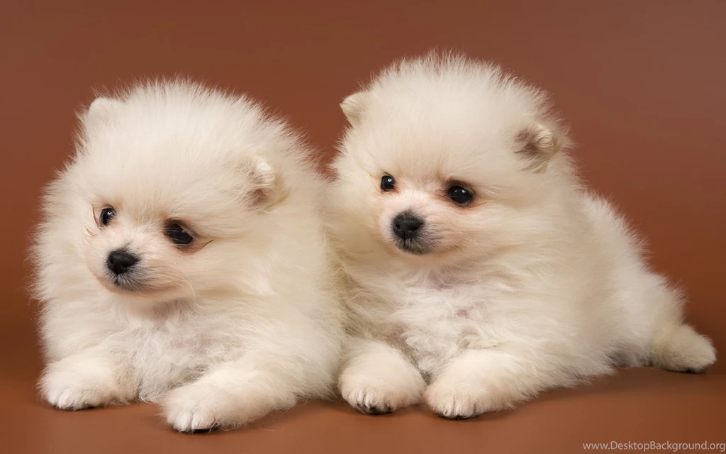 Dog Wallpapers Best HD.jpg