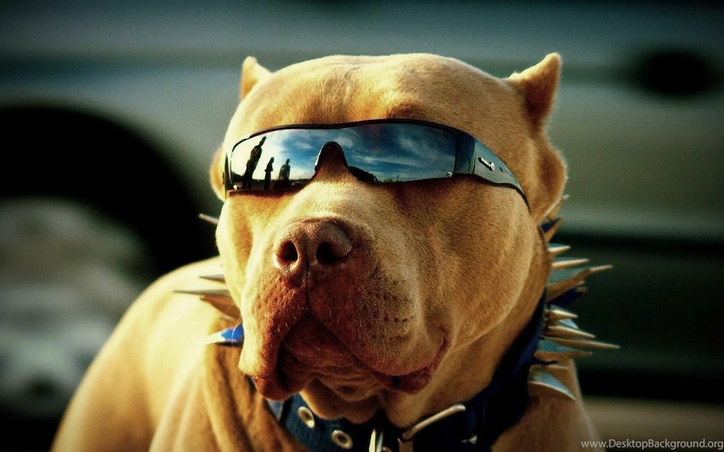 Download Free Cool Dog Wallpapers HD The Quotes Land