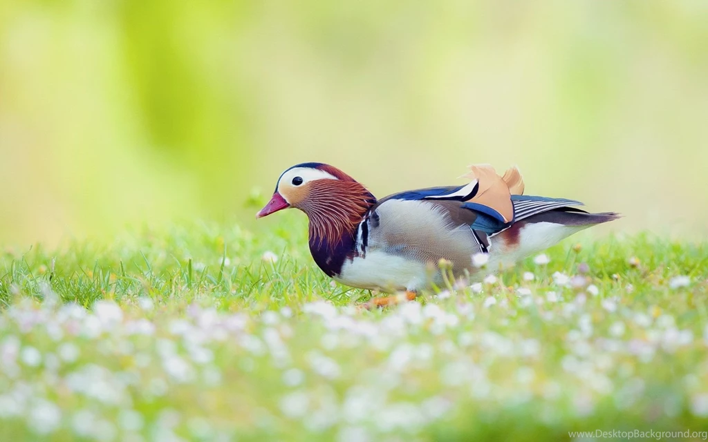 Duck Bird HD Wallpapers Desktop BAckgrounds.jpg