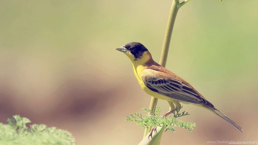 Bird Wallpapers 13 Best Wallpapers Collection