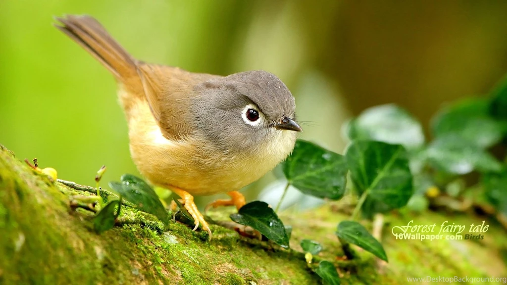 Humming bird Wallpapers