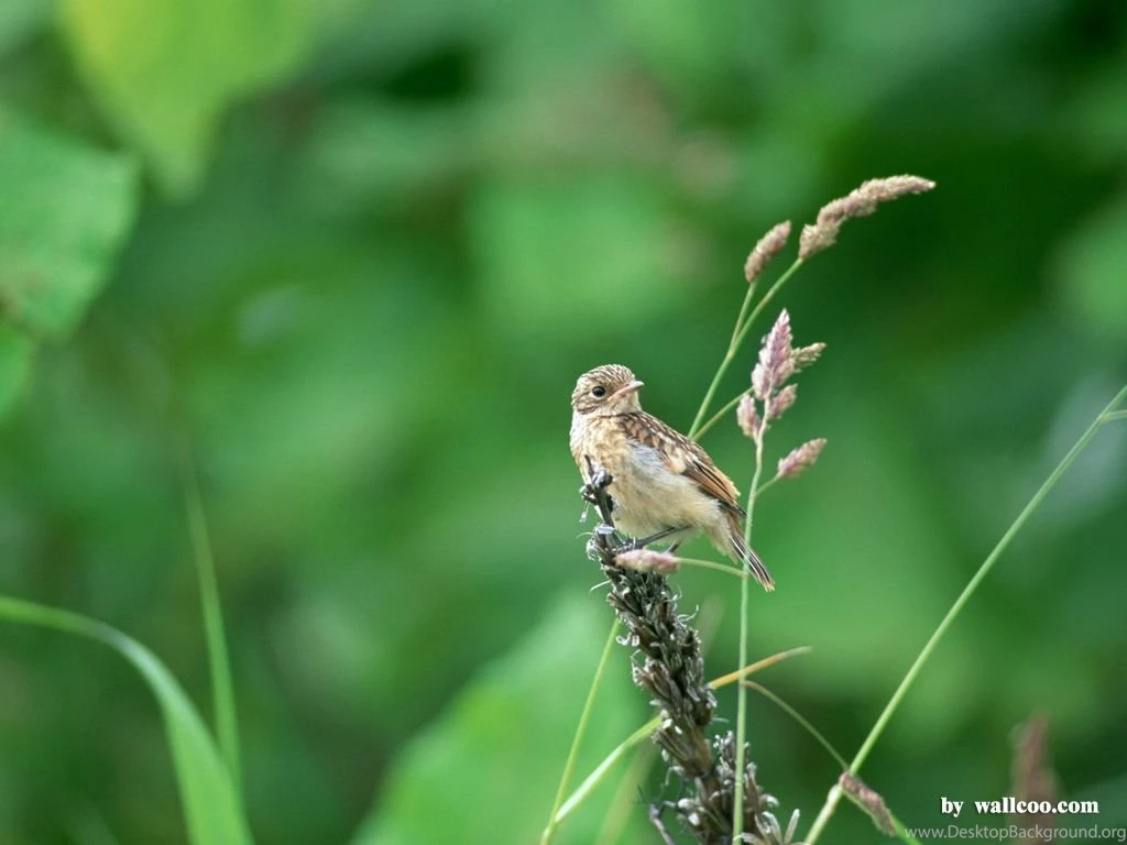Lovely Birds Wallpapers Lovely Bird In Spring (Vol.1) 1024x768 NO ...