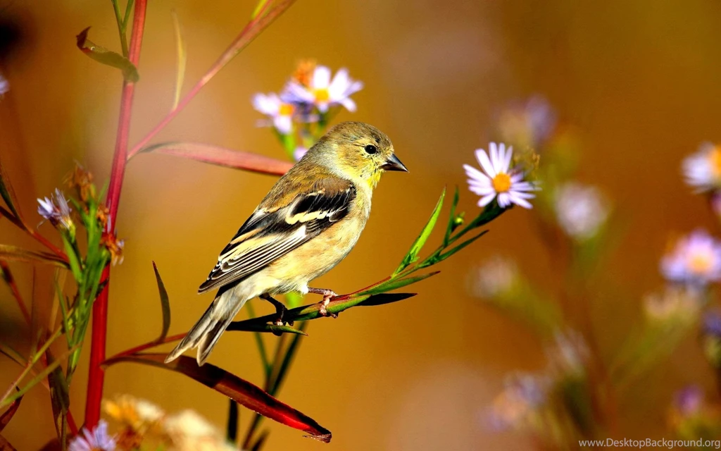 Beautiful bird images download.jpg