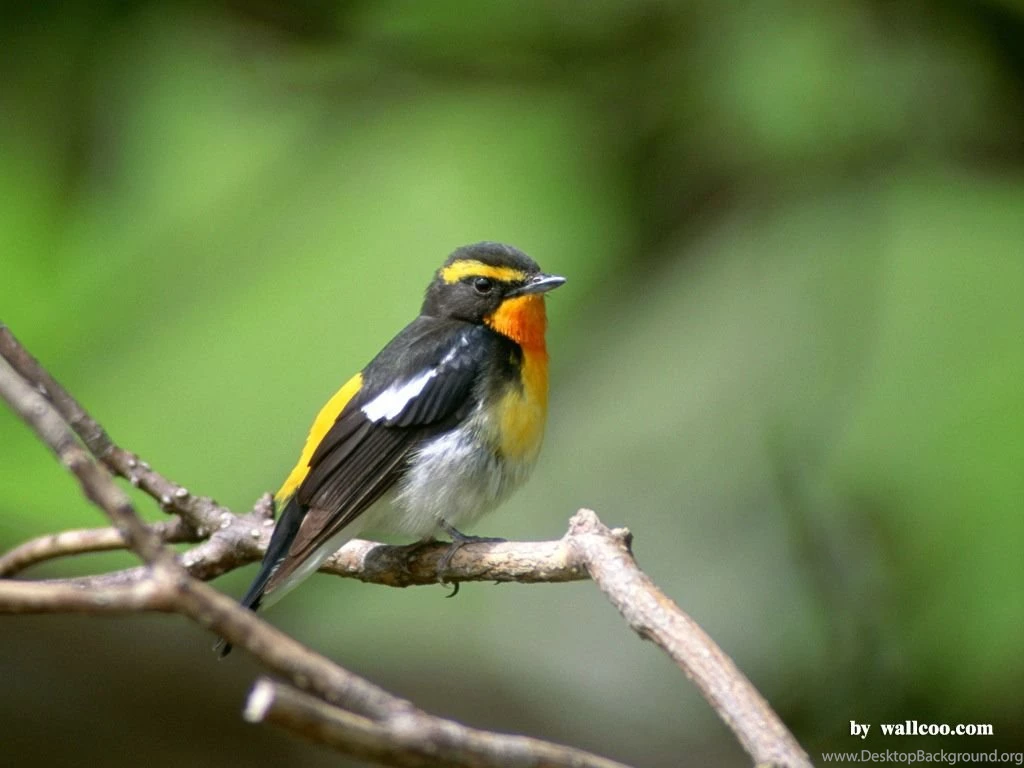 Bird Wallpapers For Walls   Wallpapers Online