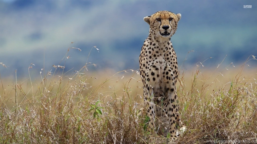 Cheetah Wallpapers Animal Wallpapers