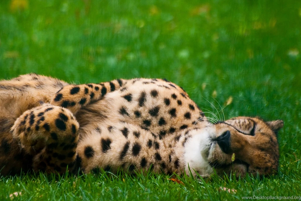 Cheetah Computer Wallpapers, Desktop Backgrounds
